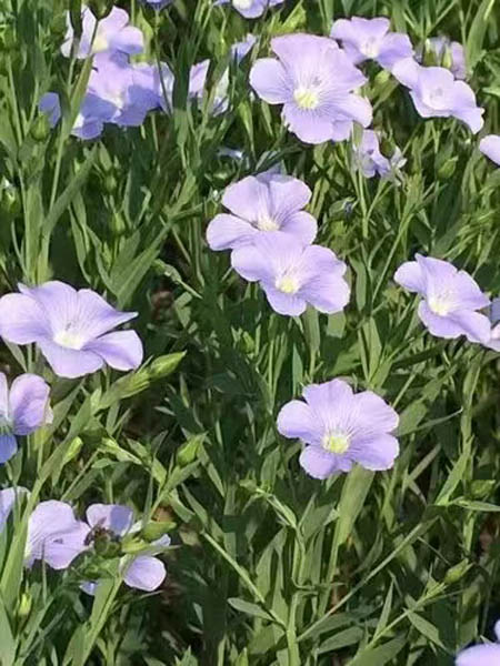 1655564503119360.jpg 2-450.jpg