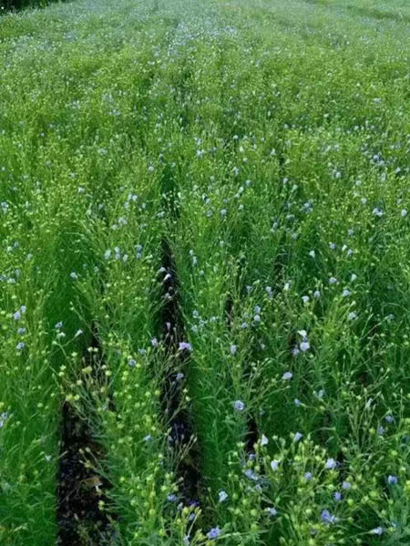 1655564514280988.jpg 4-450.jpg