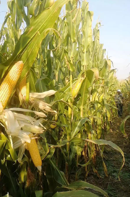 1655607303101239.jpg 蒙種719-大.jpg