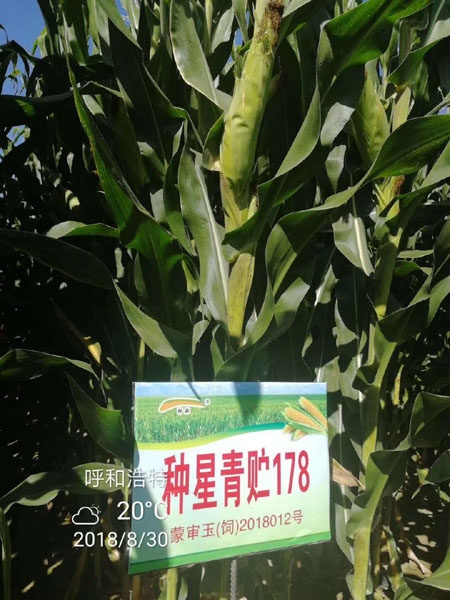 1655609918491467.jpg 種星青貯178大.jpg