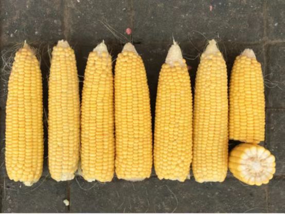 1655614838150825.jpg 甜618-大.jpg