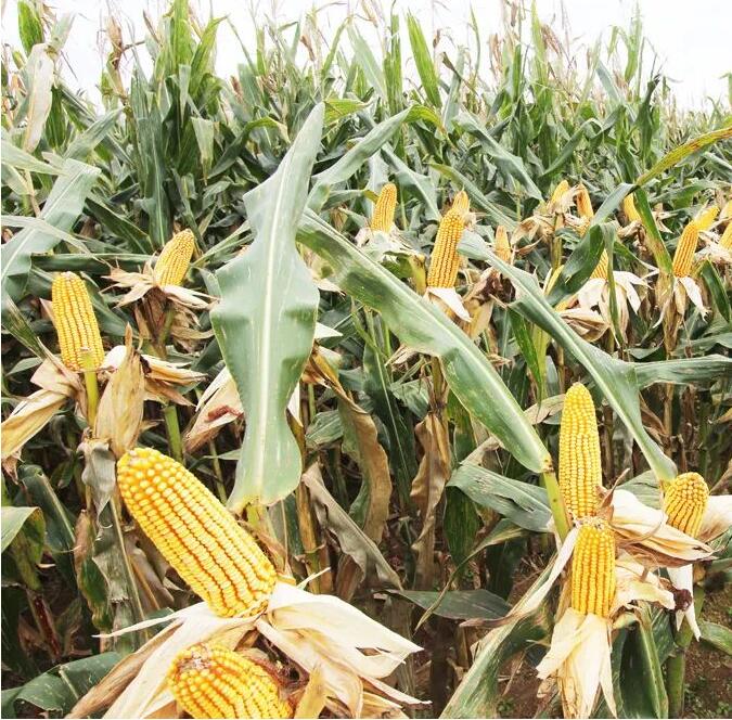 1655869760624496.jpg 1.jpg