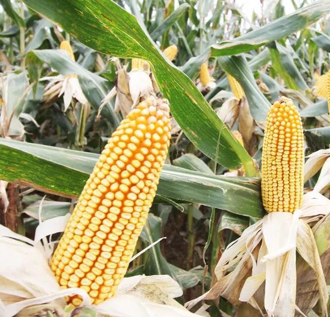 1655870034146177.jpg 5.jpg