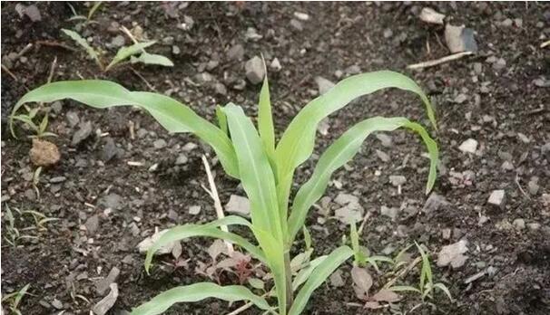 1656386259171390.jpg 12.jpg