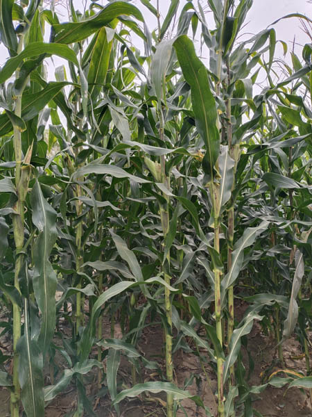 1661903308196446.jpg 青貯898照片