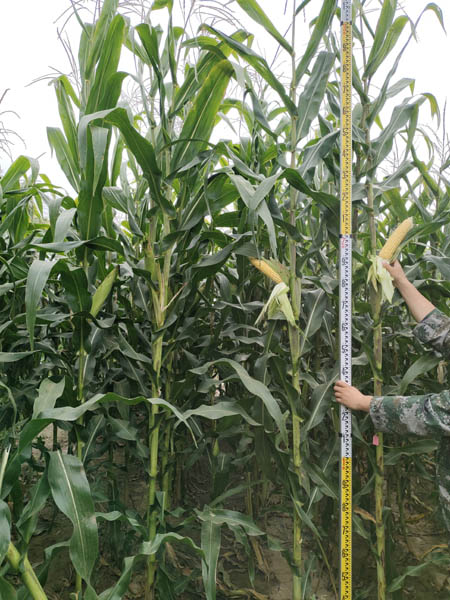 1661903371137624.jpg 青貯798照片