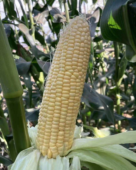 1661905627181433.jpg 種星黃甜玉米152.jpg