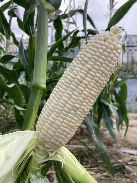 1661905988914602.jpg 種星白甜玉米119