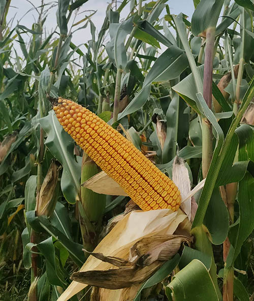 1733202405111617.jpg ZX208-500.jpg