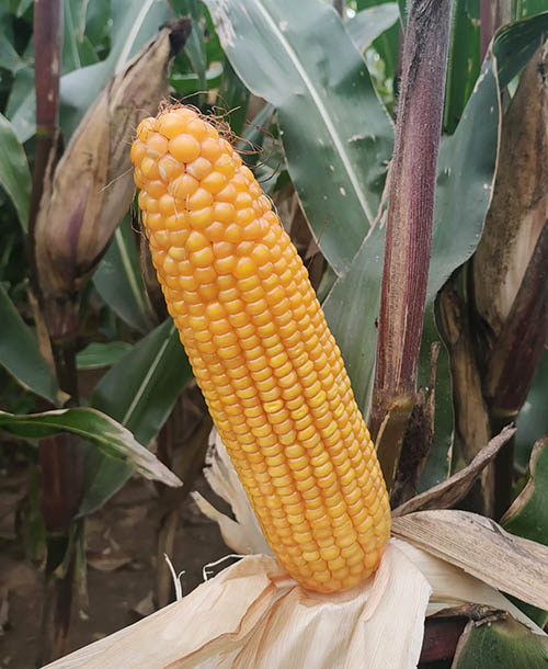 1733203230102237.jpg ZX201-2-500.jpg