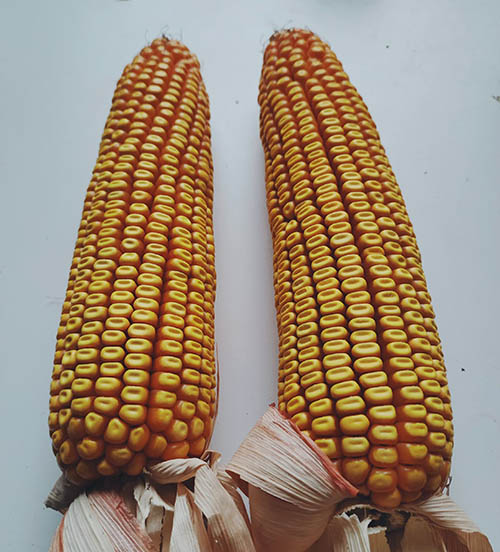 1733203431156330.jpg ZX113-02-500.jpg